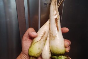 収穫した大根